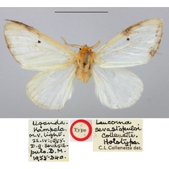 /filer/webapps/moths/media/images/S/sevastopuloi_Leucoma_HT_BMNH.jpg