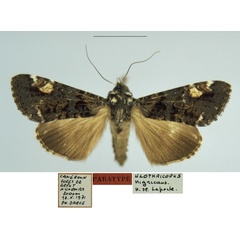 /filer/webapps/moths/media/images/N/nigricans_Ulotrichopus_PTM_MNHN.jpg