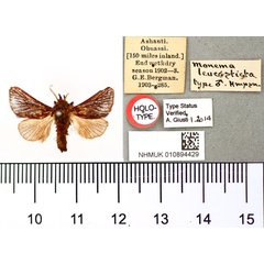 /filer/webapps/moths/media/images/L/leucosticta_Monema_HT_BMNH.jpg