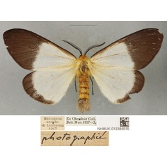 /filer/webapps/moths/media/images/A/anisobeana_Coenostegia_PLTF_BMNH_01.jpg