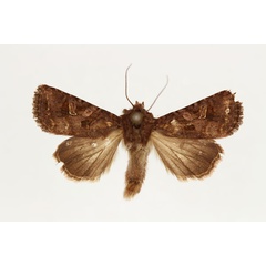 /filer/webapps/moths/media/images/I/inferior_Tycomarptes_AM_RMCA.jpg