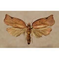 /filer/webapps/moths/media/images/D/dinota_Choristoneura_AF_Butler.jpg