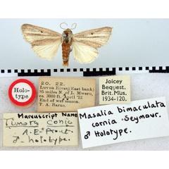 /filer/webapps/moths/media/images/C/cornia_Timora_HT_BMNH.jpg