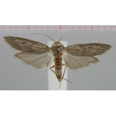 /filer/webapps/moths/media/images/H/hererofiliella_Paroxyptera_PT_ZMHB.jpg