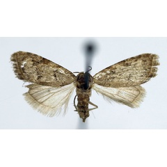 /filer/webapps/moths/media/images/D/dilmuna_Nola_AF_Aulombard_01.jpg