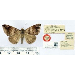 /filer/webapps/moths/media/images/N/nesites_Parallelia_HT_BMNH.jpg