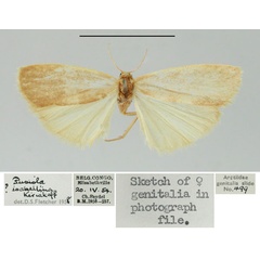 /filer/webapps/moths/media/images/I/isabellina_Pusiola_AF_BMNH.jpg