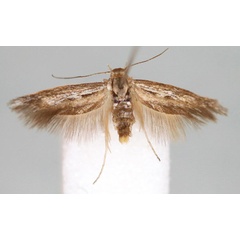 /filer/webapps/moths/media/images/P/pravitella_Scythris_HT_BMNH.jpg