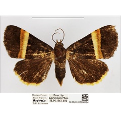 /filer/webapps/moths/media/images/F/flavicilia_Ozarba_AF_NHMUK.jpg
