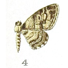 /filer/webapps/moths/media/images/P/pretoriana_Eupithecia_HT_Prout_1-4.jpg