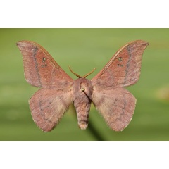 /filer/webapps/moths/media/images/I/incana_Adafroptilum_A_Butler.jpg