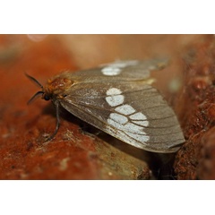 /filer/webapps/moths/media/images/A/albimacula_Palasea_A_Voaden.jpg