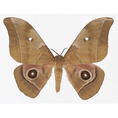 /filer/webapps/moths/media/images/M/melanops_Gonimbrasia_AM_Basquina.jpg