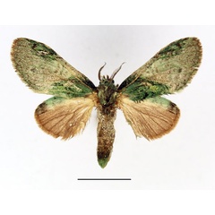 /filer/webapps/moths/media/images/R/roseoviridis_Desmeocraera_AM_Basquin.jpg
