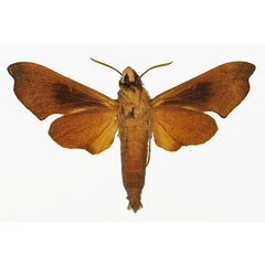 /filer/webapps/moths/media/images/A/atrofasciata_Temnora_AM_Basquinb.jpg
