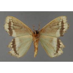 /filer/webapps/moths/media/images/V/vuattouxi_Bathycolpodes_HT_ZSM_02.jpg