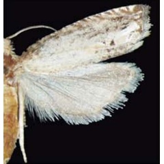 /filer/webapps/moths/media/images/L/lutrocopa_Brachioxena_AF_Trematerra.jpg