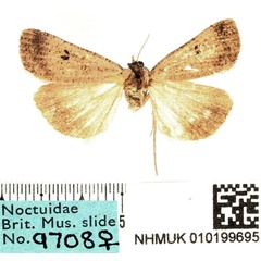 /filer/webapps/moths/media/images/T/troberti_Tathorhynchus_AF_BMNH.jpg
