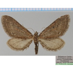 /filer/webapps/moths/media/images/G/griveaudi_Eupithecia_AF_ZSM.jpg