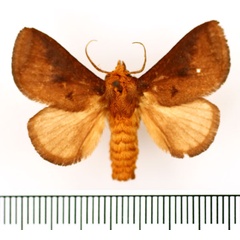 /filer/webapps/moths/media/images/P/pyrosomoides_Ctenolita_AM_BMNH_02.jpg