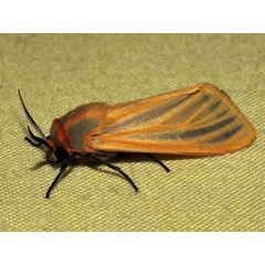 /filer/webapps/moths/media/images/S/scita_Pseudoradiarctia_A_Braun.jpg
