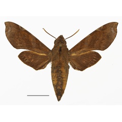 /filer/webapps/moths/media/images/F/fumosa_Temnora_AF_Basquin.jpg