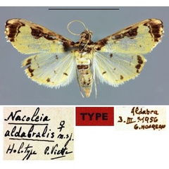 /filer/webapps/moths/media/images/A/aldabralis_Nacoleia_HT_MNHN.jpg