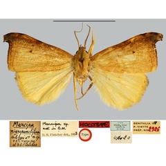 /filer/webapps/moths/media/images/N/nigropunctifera_Marcipa_HT_MNHN.jpg