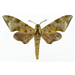 /filer/webapps/moths/media/images/R/rougeoti_Polyptychus_AM_Basquin_02a.jpg