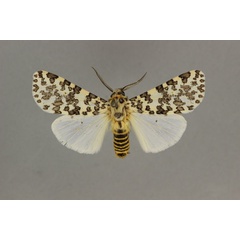 /filer/webapps/moths/media/images/P/pardalina_Alpenus_AM_BMNH.jpg