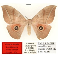 /filer/webapps/moths/media/images/W/werneri_Lobobunaea_AT_RBINSa.jpg