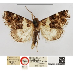 /filer/webapps/moths/media/images/M/maculicilia_Eulocastra_HT_NHMUK.jpg