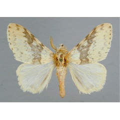/filer/webapps/moths/media/images/G/griseostriata_Lymantria_A_RMCA.jpg