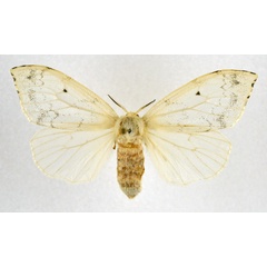 /filer/webapps/moths/media/images/R/rufescens_Heteronygmia_AF_NHMO.jpg