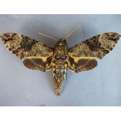 /filer/webapps/moths/media/images/F/fulvinotata_Coelonia_A_Baron_01.jpg