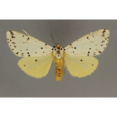 /filer/webapps/moths/media/images/M/metaxantha_Eyralpenus_AF_BMNH.jpg