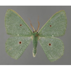 /filer/webapps/moths/media/images/R/rhodocycla_Prasinocyma_A_ZSM_01.jpg