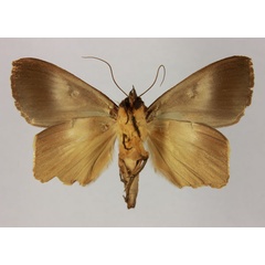 /filer/webapps/moths/media/images/R/reducta_Stenopis_AM_MNHNb.jpg