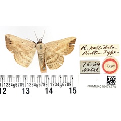 /filer/webapps/moths/media/images/P/pallidula_Renodes_HT_BMNH.jpg