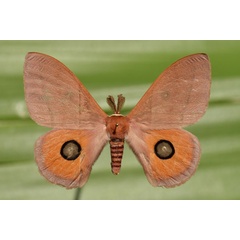 /filer/webapps/moths/media/images/P/pygmaea_Rohaniella_A_Butler.jpg