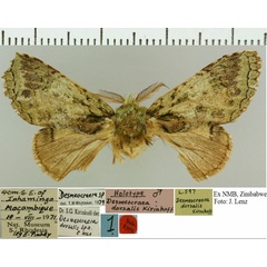 /filer/webapps/moths/media/images/D/dorsalis_Desmeocraera_HT_NMB.jpg