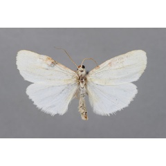/filer/webapps/moths/media/images/R/rufifrons_Cyana_HT_BMNH.jpg