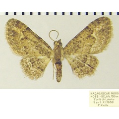 /filer/webapps/moths/media/images/L/latifasciata_Chloroclystis_AM_ZSM.jpg