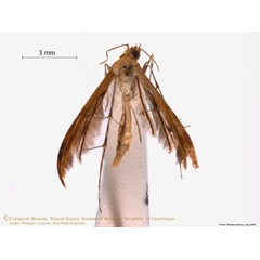 /filer/webapps/moths/media/images/L/leucodactylus_Megalorhipida_A_ZMUC.jpg