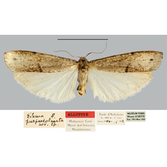 /filer/webapps/moths/media/images/P/purpureotincta_Eilema_AT_MNHN.jpg