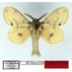 /filer/webapps/moths/media/images/X/xeros_Chionodiptera_PT_Basquin.jpg