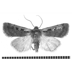/filer/webapps/moths/media/images/R/reductistriga_Ochropleura_HT_TMSA.jpg