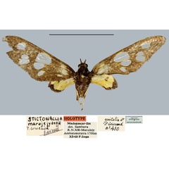 /filer/webapps/moths/media/images/M/marojejyensis_Stictonaclia_HT_MNHN.jpg