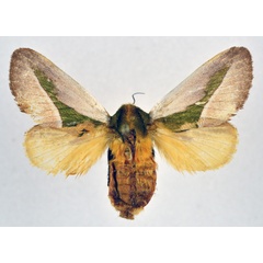 /filer/webapps/moths/media/images/C/cineracea_Latoia_AF_NHMO.jpg