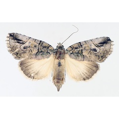 /filer/webapps/moths/media/images/S/strigata_Prionofrontia_AF_TMSA_02.jpg